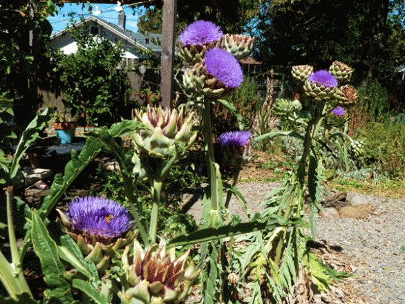 artichoke-high