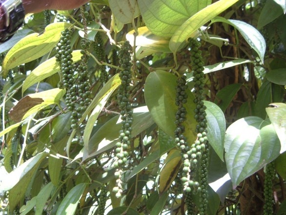 black-peppercorn