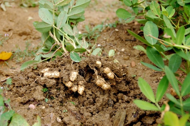 peanuts