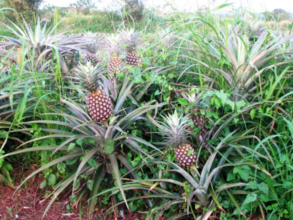 pineapple-growing